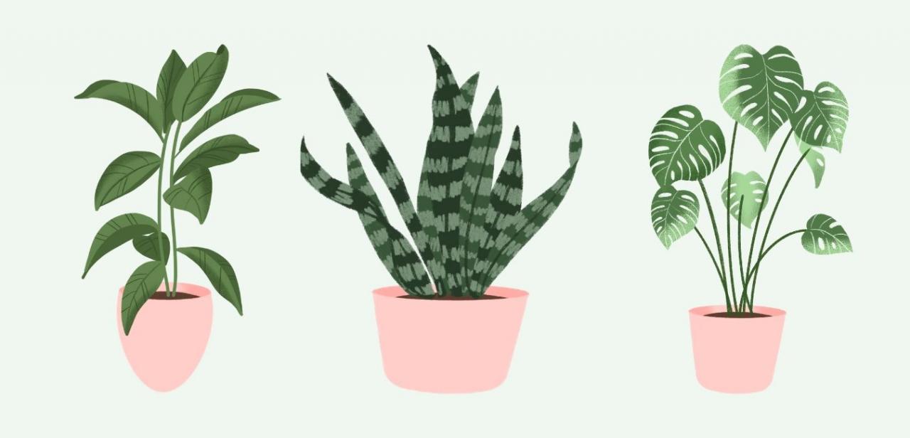 6 Plants to Cleanse Your Environment 